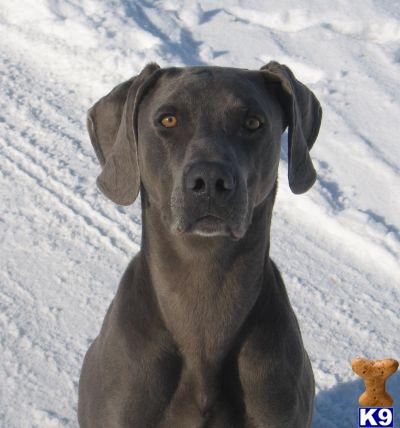 Stud Dogs - Weimaraner